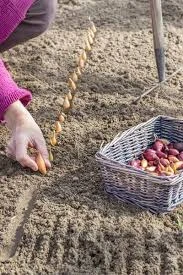 Коли садити озимий часник та цибулю: посівний календар на жовтень 2026