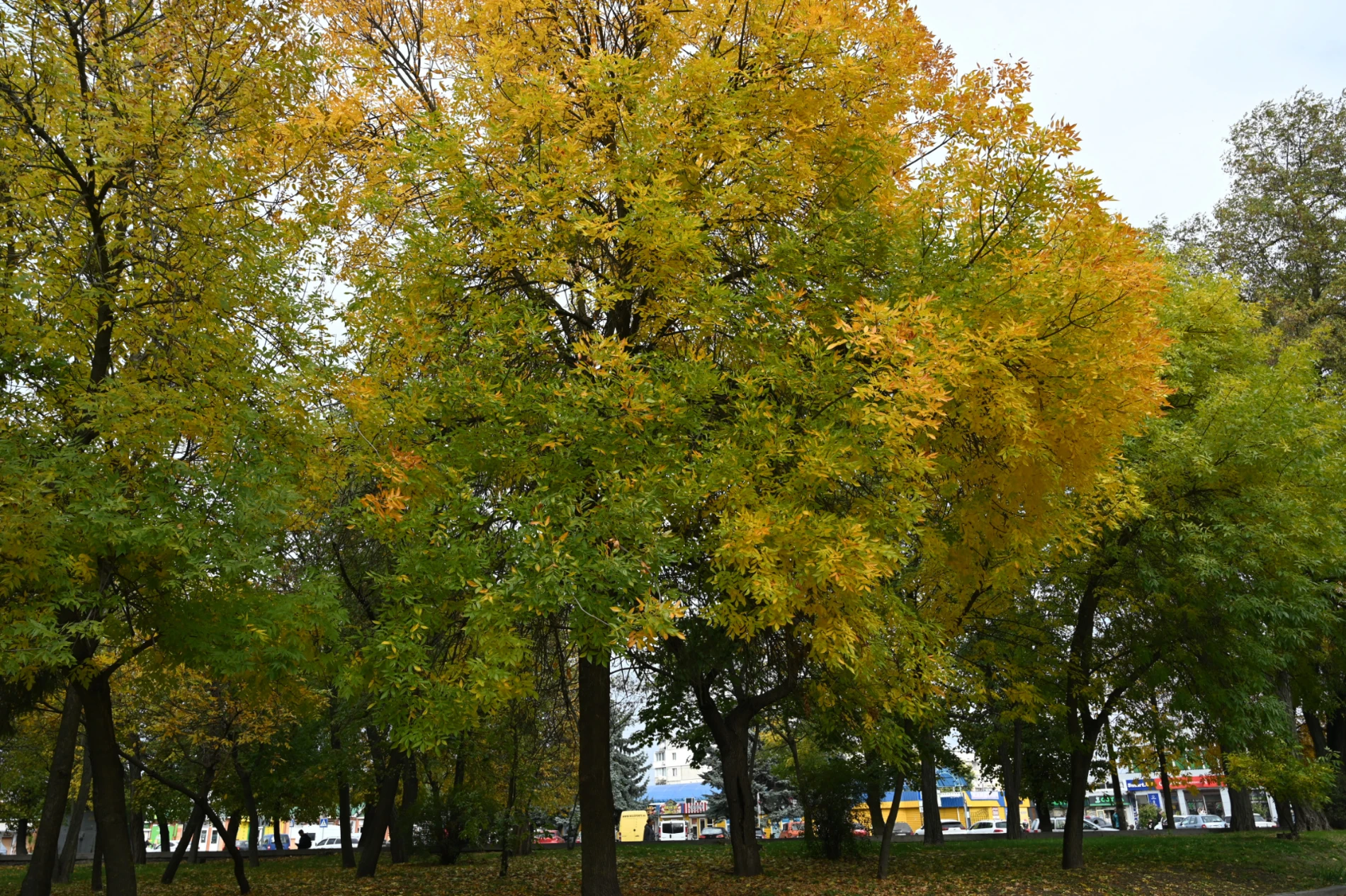Ще вчора сонечко так гріло: яким залишився у пам’яті останній теплий день жовтня