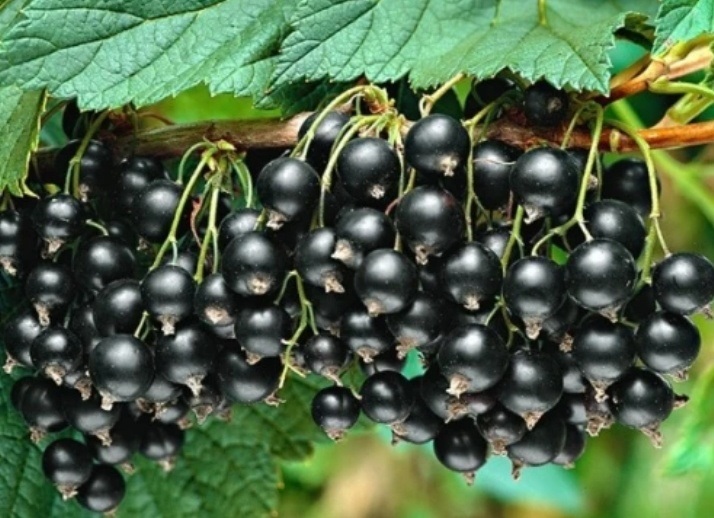 саджанці смородини в Яскрава Клумба