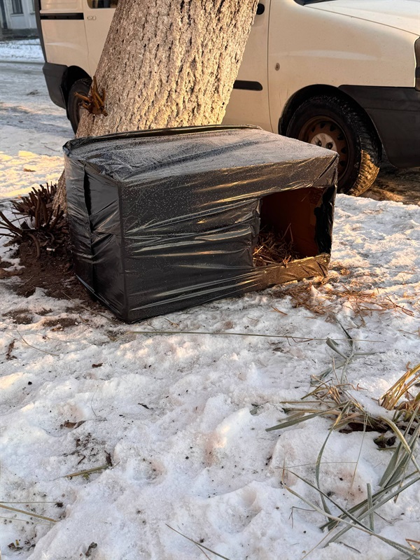 Тепло для кожного: як золотонісці підтримують одне одного і тварин у морозні дні