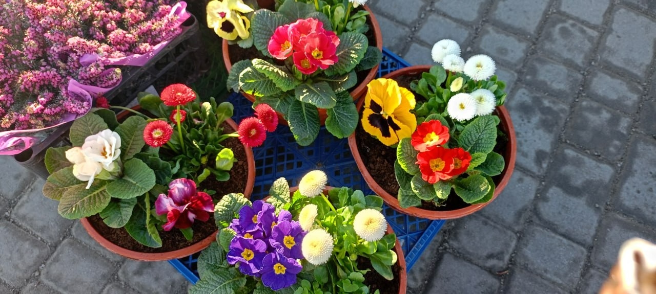 У Золотоноші запрацював квітковий базар просто неба