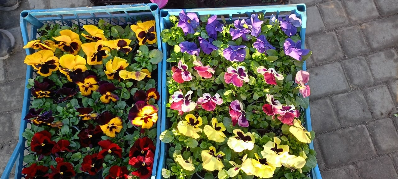 У Золотоноші запрацював квітковий базар просто неба