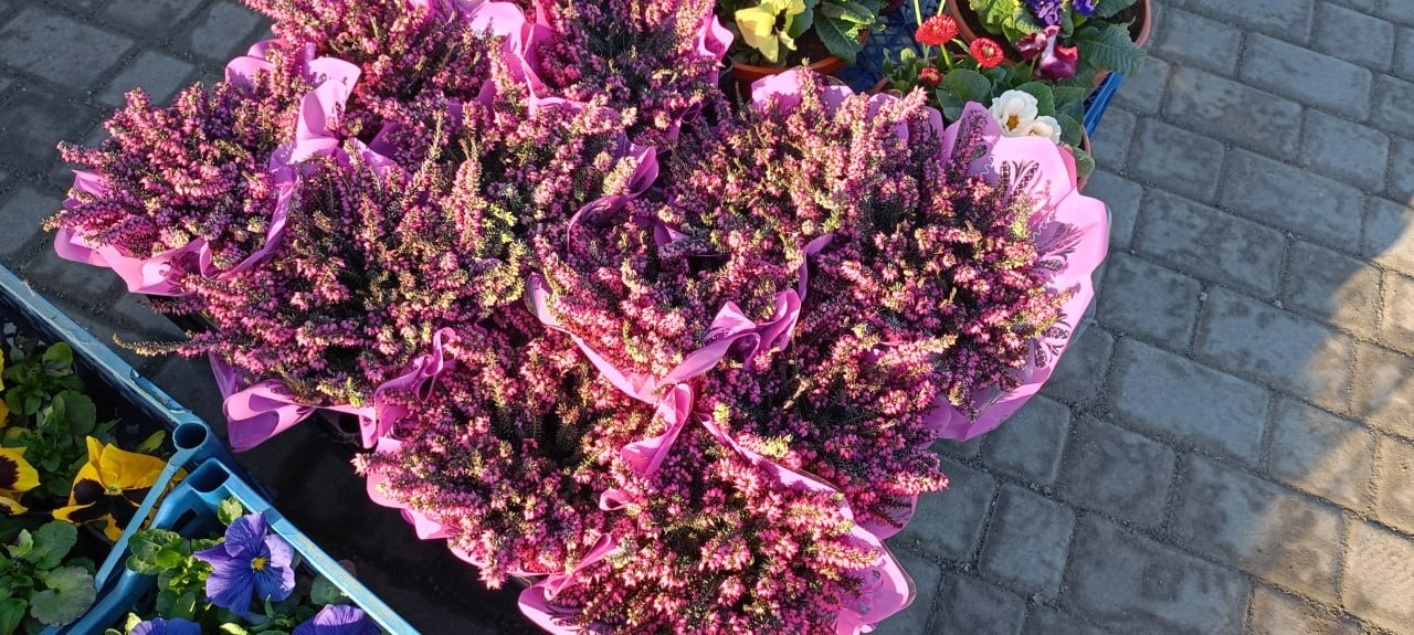 У Золотоноші запрацював квітковий базар просто неба