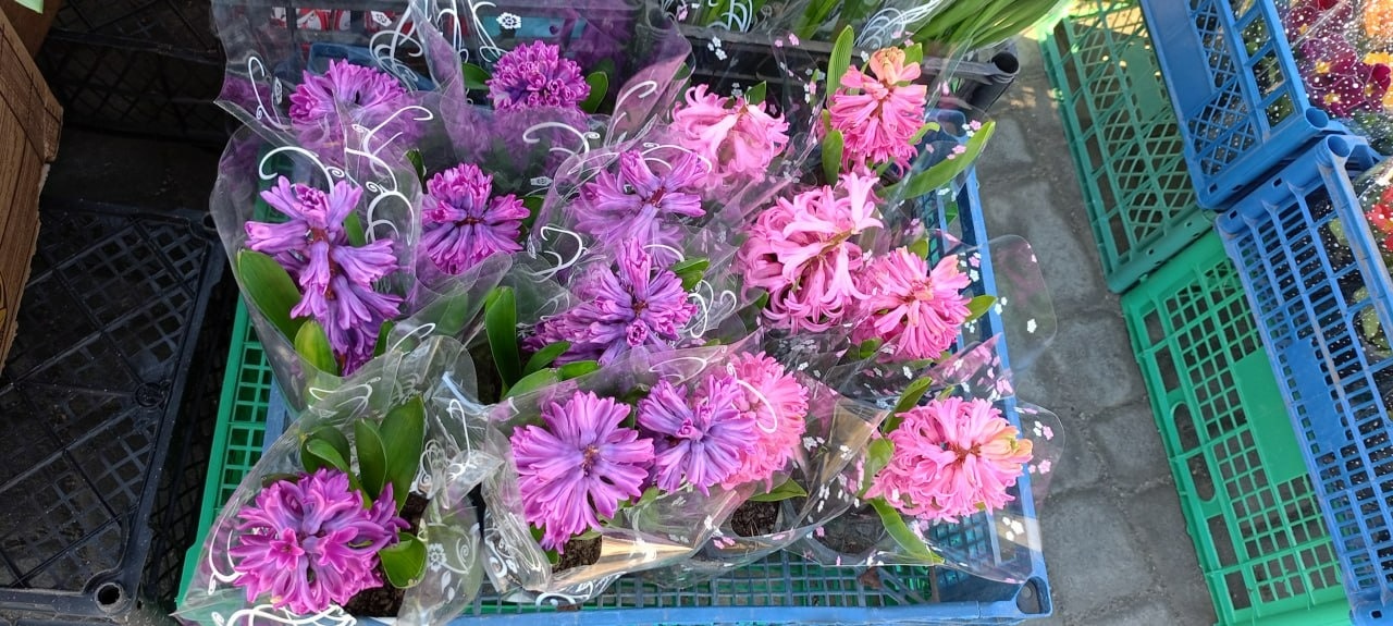 У Золотоноші запрацював квітковий базар просто неба