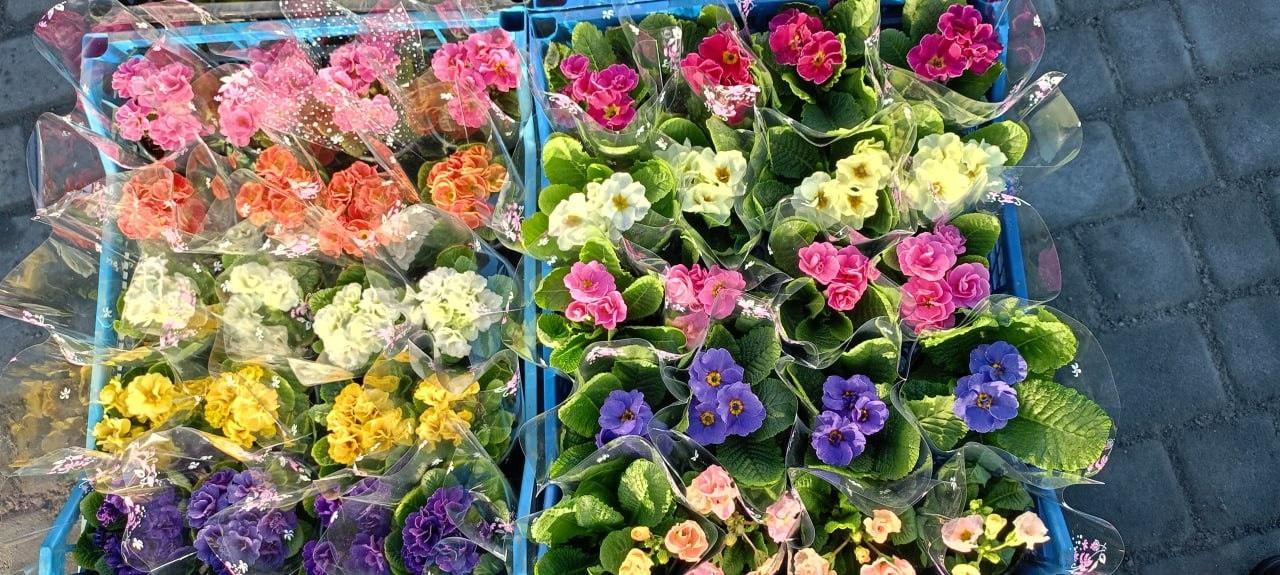 У Золотоноші запрацював квітковий базар просто неба