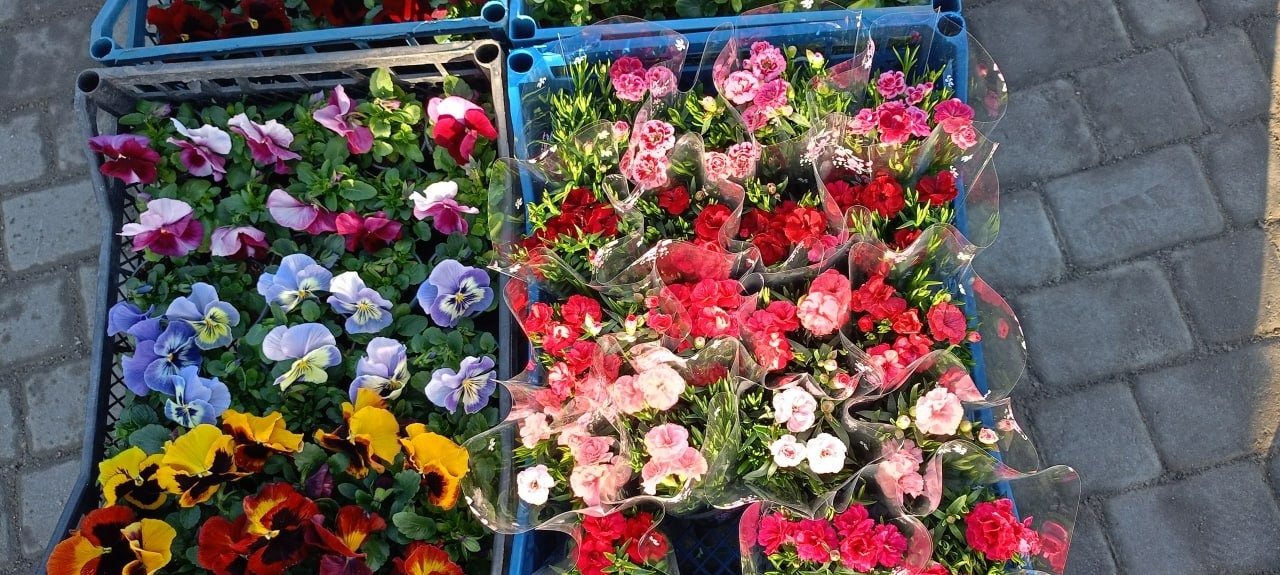 У Золотоноші запрацював квітковий базар просто неба