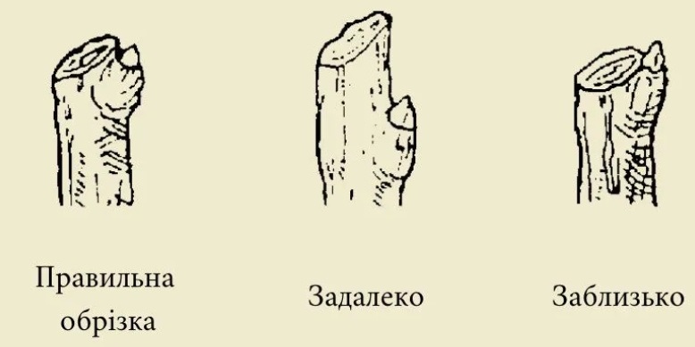 Між гілками повинен пролітати горобець і жодною пірʼїнкою не зачепитися: весняна обрізка дерев