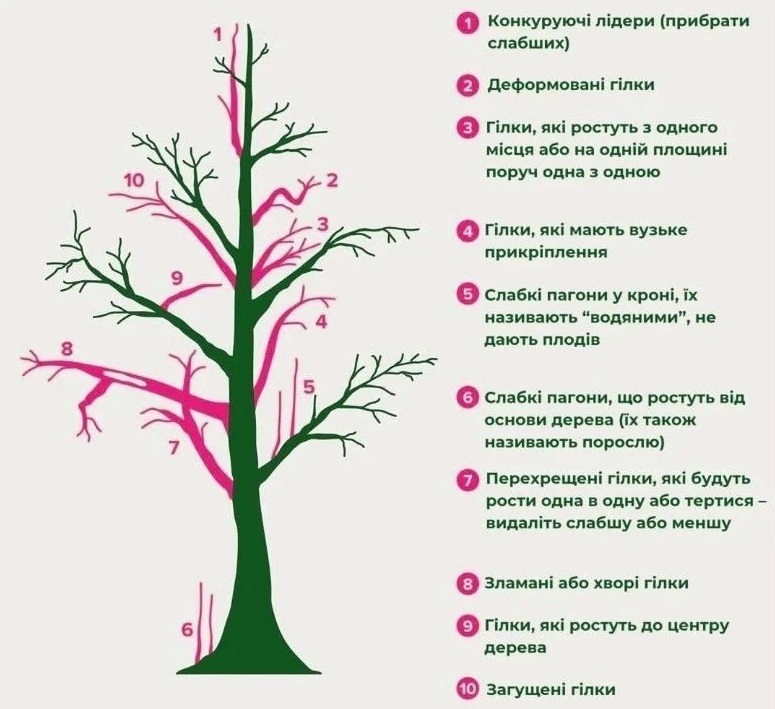 Між гілками повинен пролітати горобець і жодною пірʼїнкою не зачепитися: весняна обрізка дерев