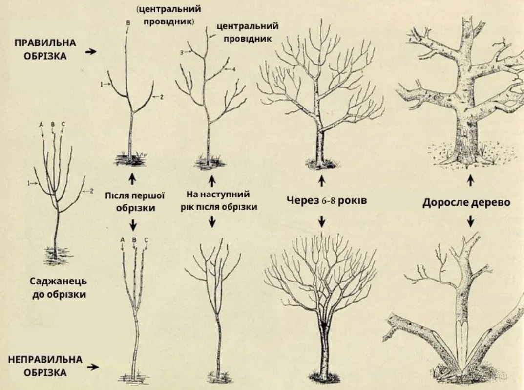 Між гілками повинен пролітати горобець і жодною пірʼїнкою не зачепитися: весняна обрізка дерев