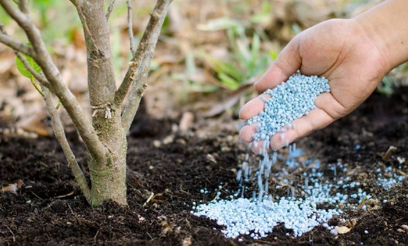 Що підсипати під смородину навесні, щоб ягоди були великі й солодкі: поради для щедрого врожаю