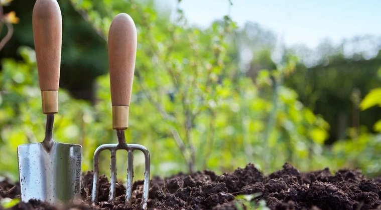 Що підсипати під смородину навесні, щоб ягоди були великі й солодкі: поради для щедрого врожаю